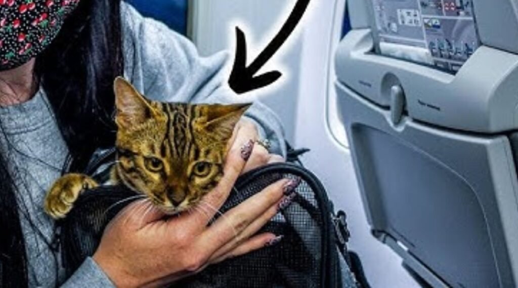 How to Air Travel With a Cat
