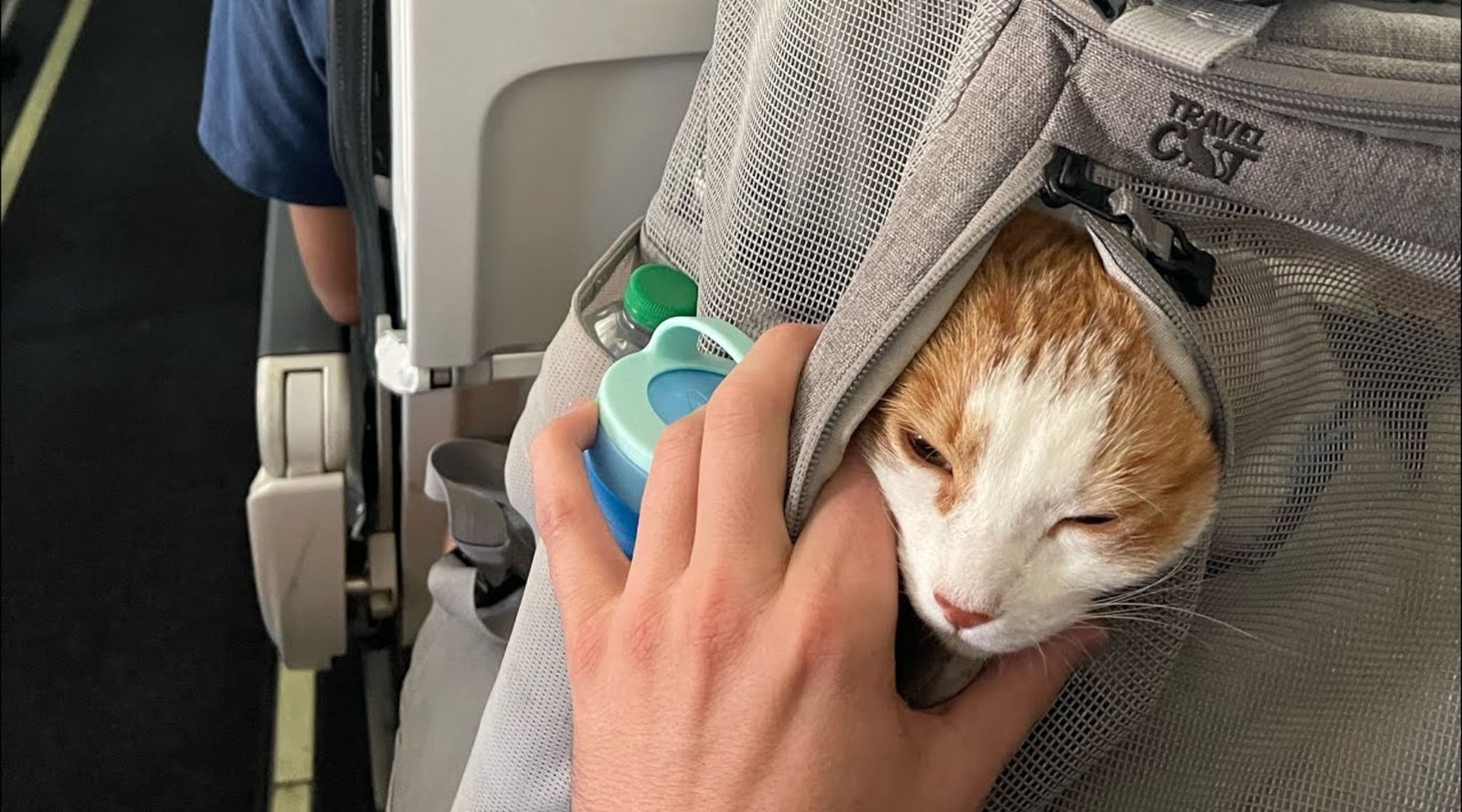 How to Air Travel With a Cat